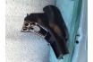 Alfa Romeo 13oo gt junior Alfa Romeo 13oo gt junior