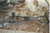 Chassis TRIUMPH Chassis TRIUMPH