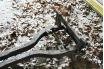 Chassis TRIUMPH Chassis TRIUMPH